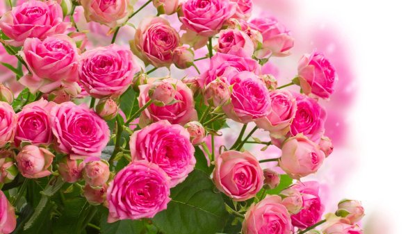 роза кустовая