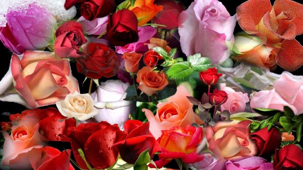 открытка красивые розы