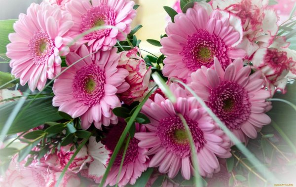 гербера торрес