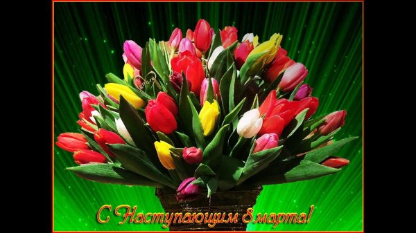 цветок тюльпан