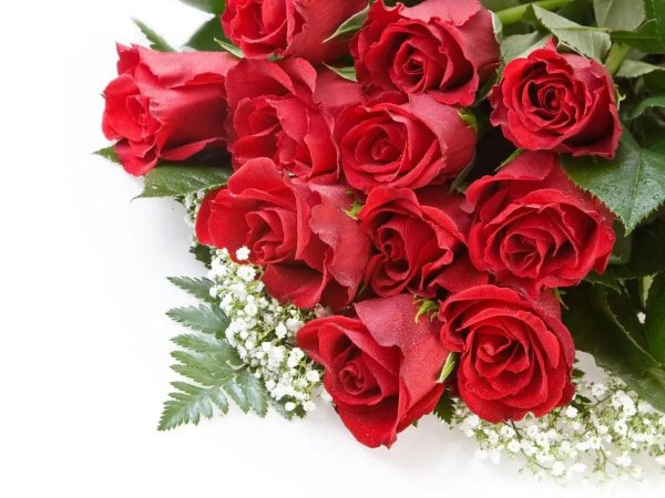 роза открытка