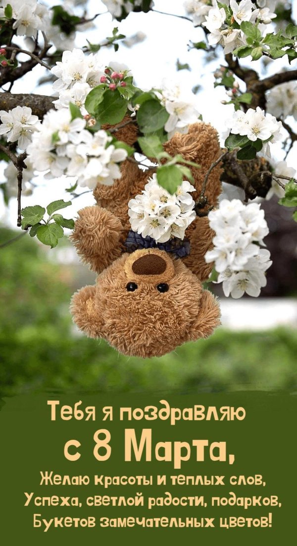 с 8 марта медвежонок