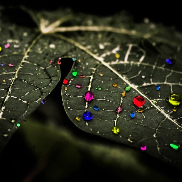 темные листья