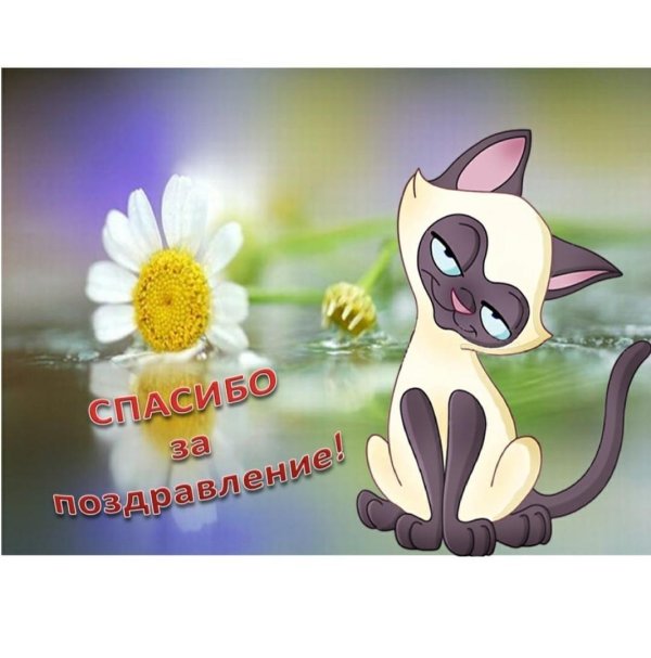 сиамская кошка