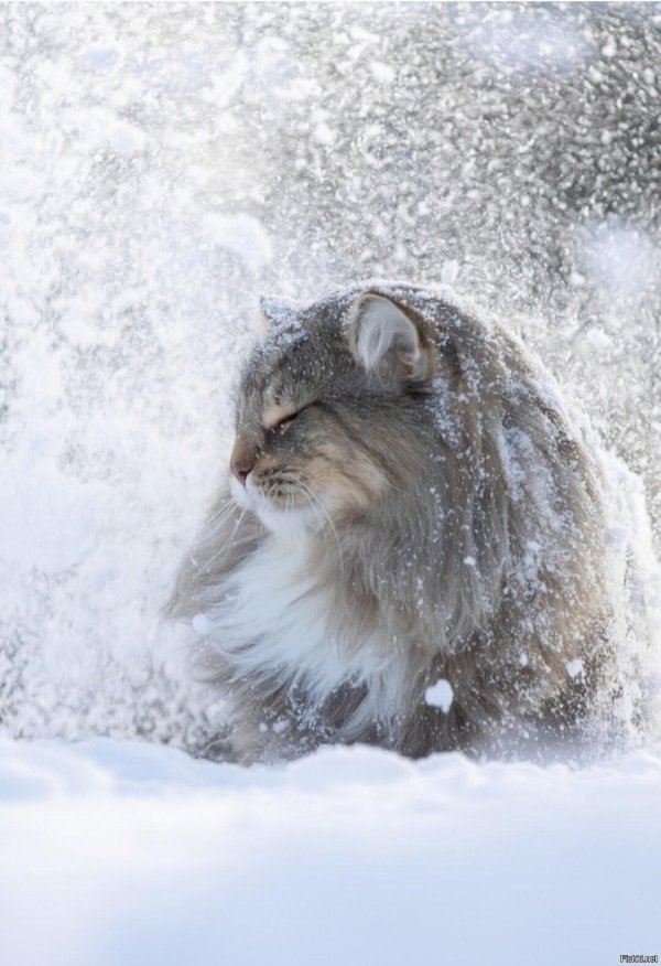 аляскинский снежный кот
