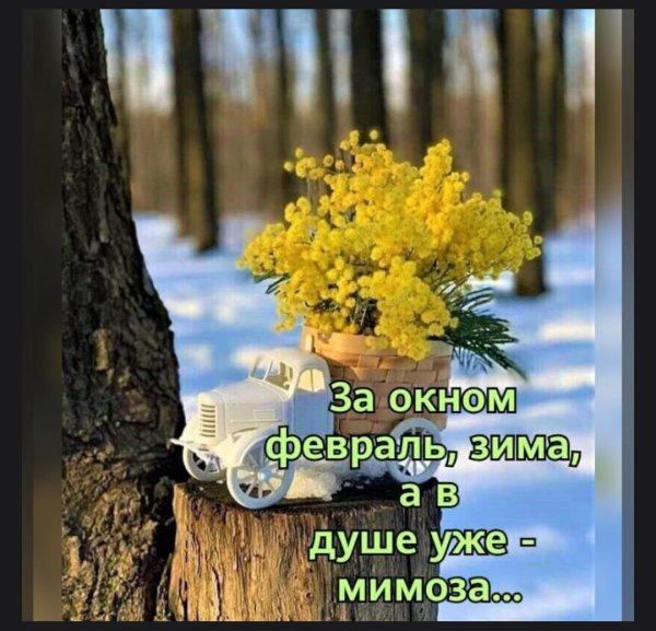 мимоза высказывания