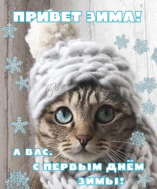 котик в шапке