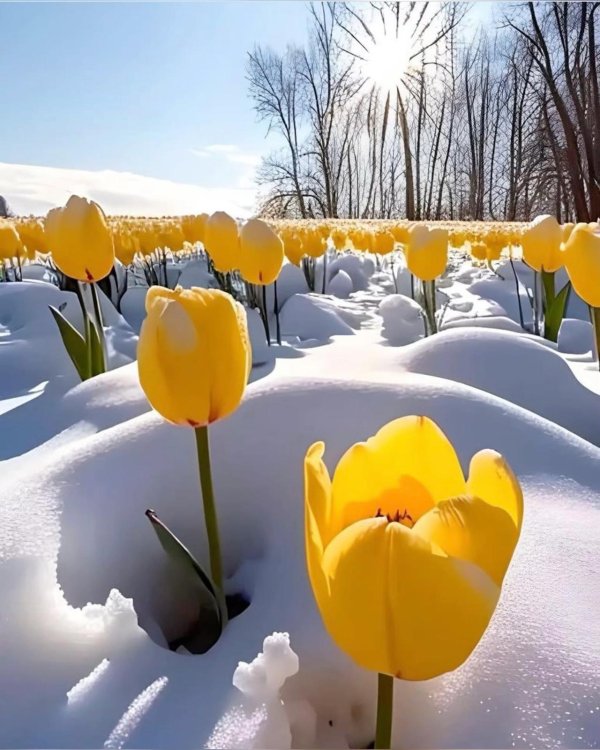 тюльпан красивый