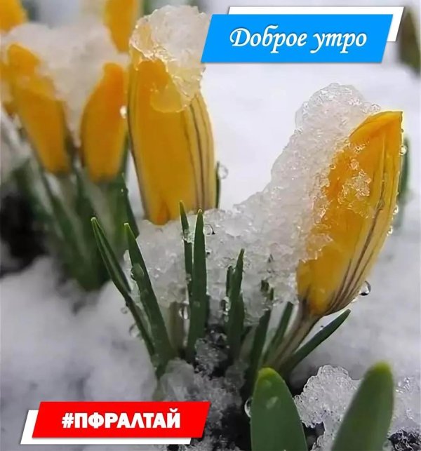 цветы из под снега