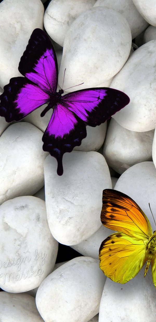 цветная бабочка