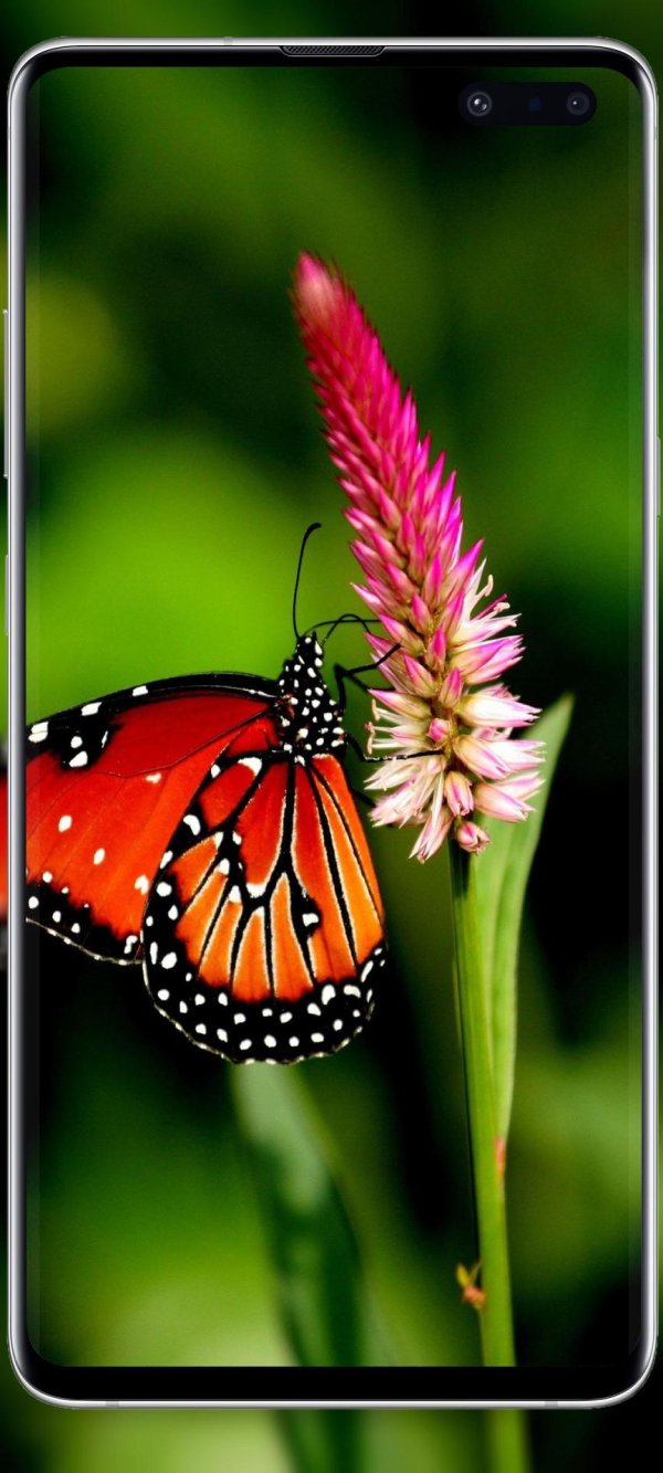 бабочка монарх