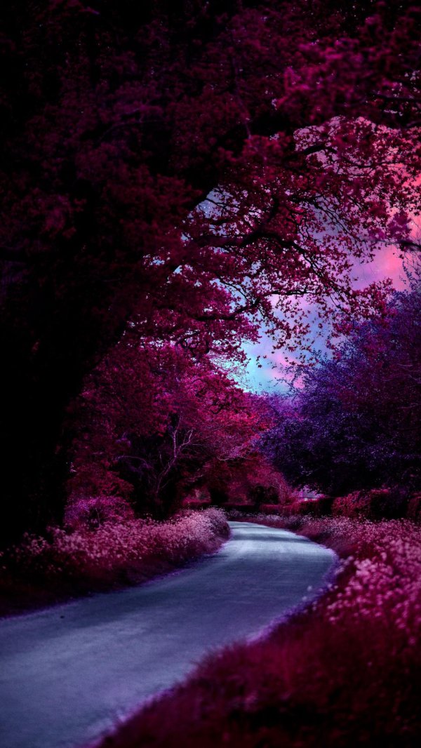 фиолетовый лес