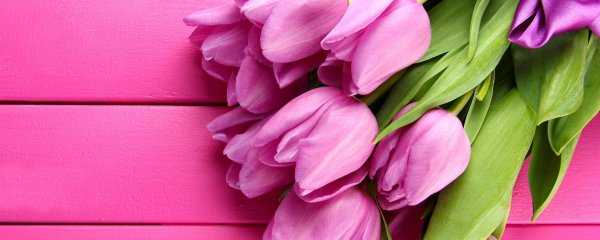 фиолетовые тюльпаны