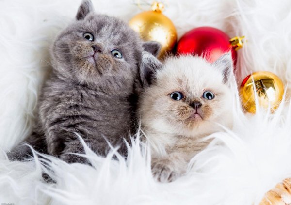 новогодние котята