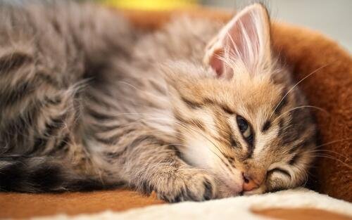 котики милые