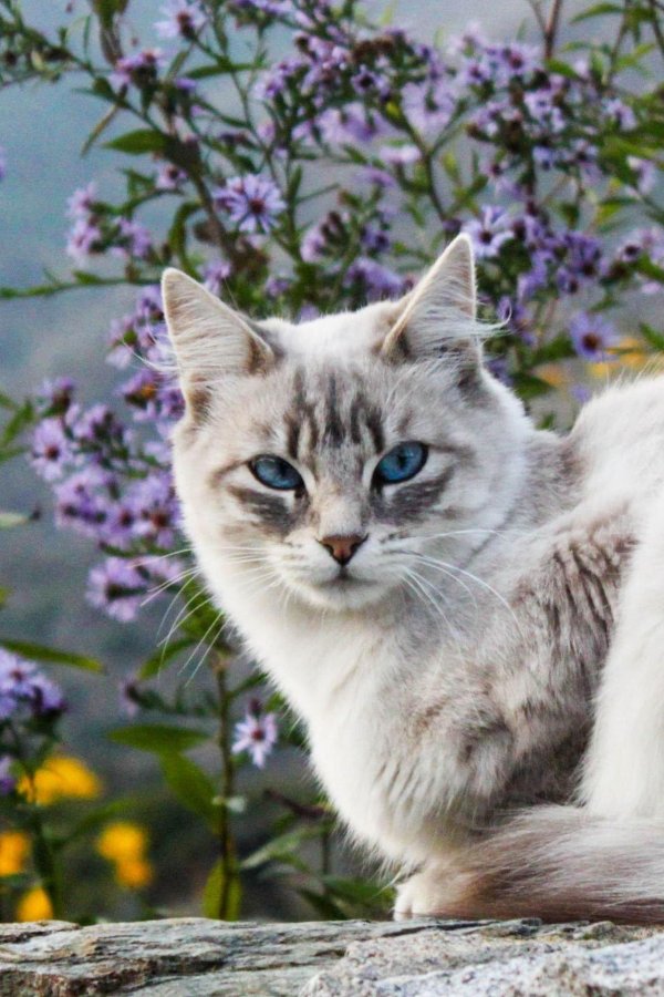 бурмилла короткошерстная синеглазый