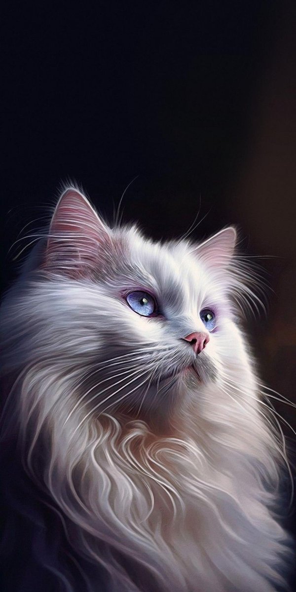 красивая кошка