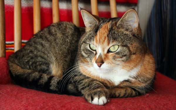 европейская короткошерстная кельтская