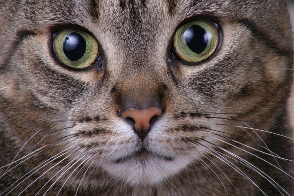 кошачьи глаза