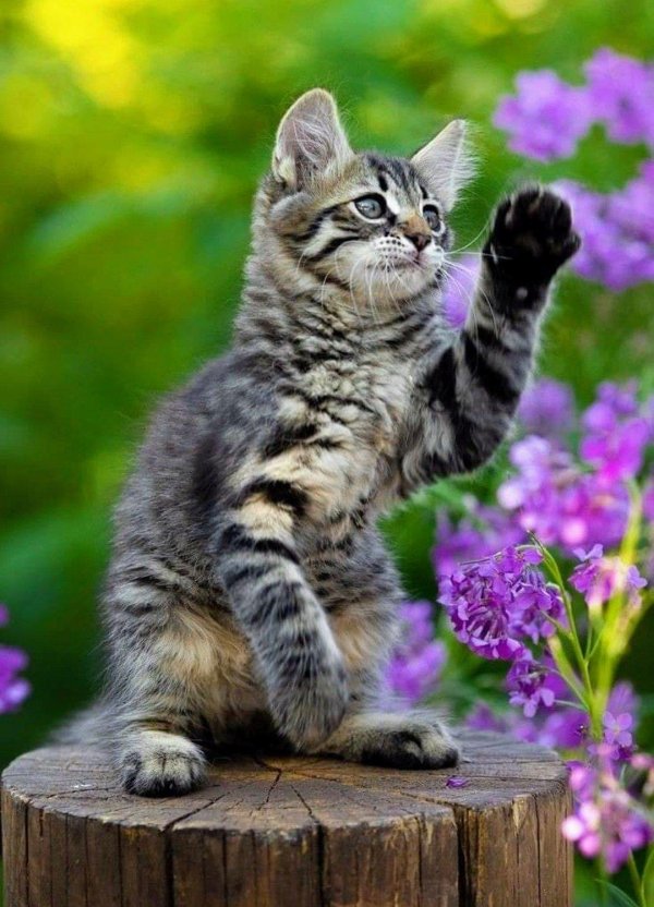 котенок в цветах