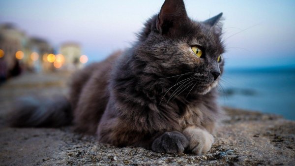 сибирский нибелунг длинношерстный