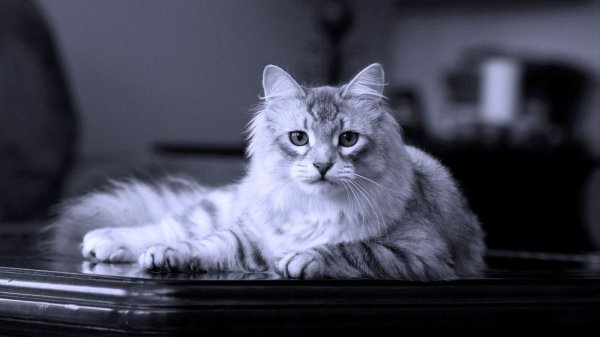 сибирская кошка