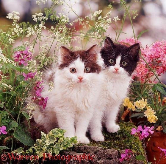 очаровательные котята