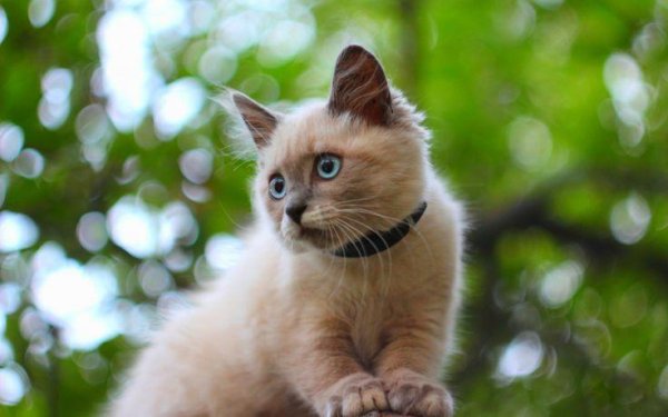 сиамский сноушу