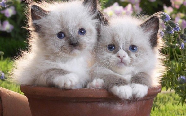 котята породы рэгдолл