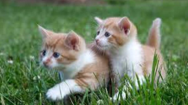 рыжие котята