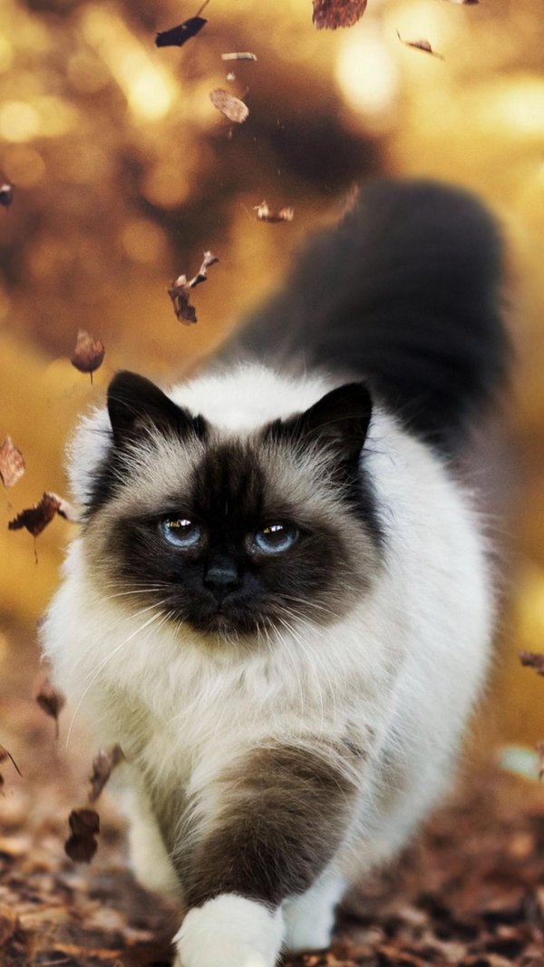 бирманская кошка