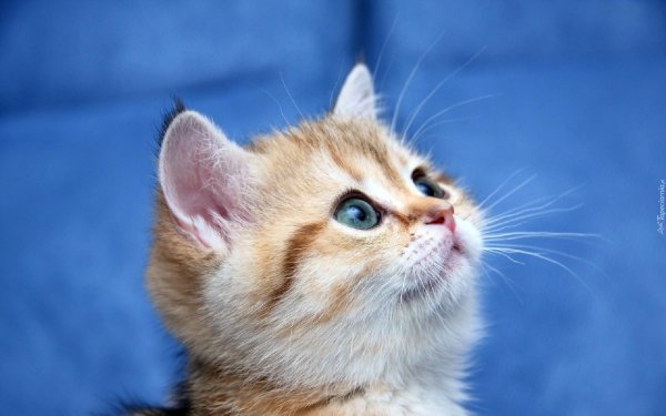 британская золотистая шиншилла