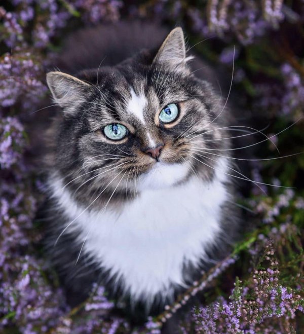 трëхцветная кошка