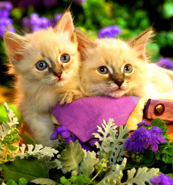 котенок красивый