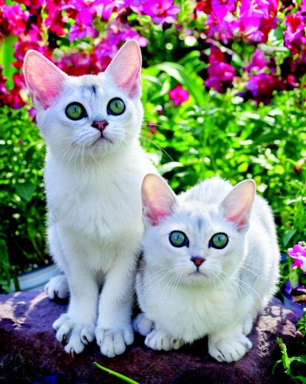 бурмилла порода кошек