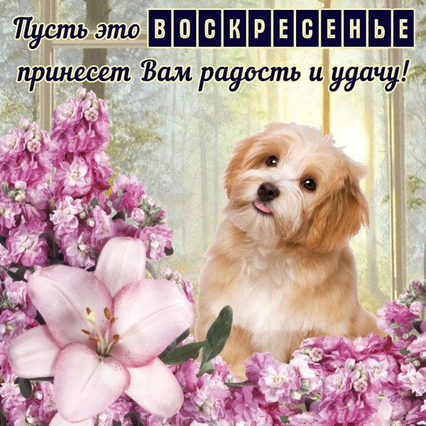 добрейшего воскресенья