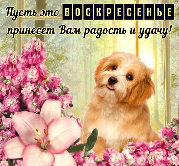 добрейшего воскресенья
