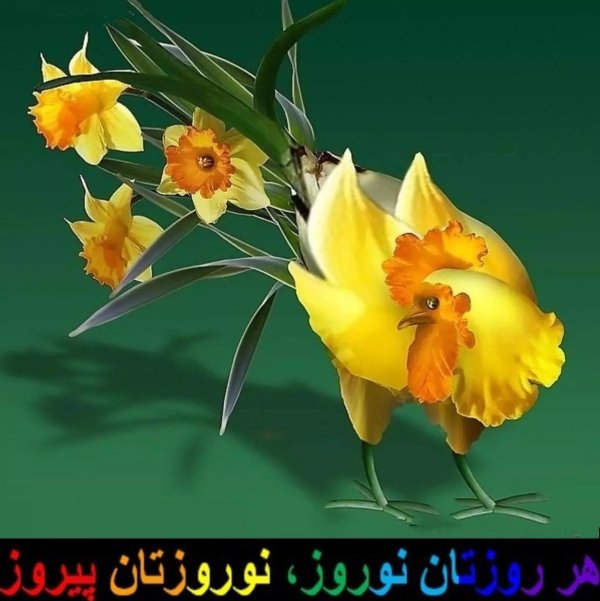 орхидеи желтые