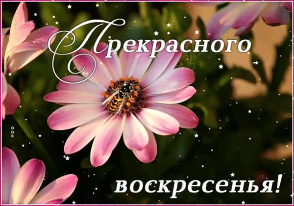 классного воскресенья
