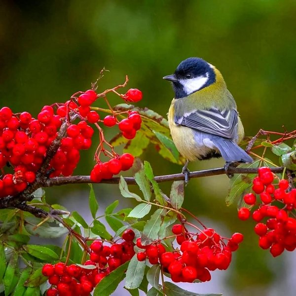 птицы синички и снегири