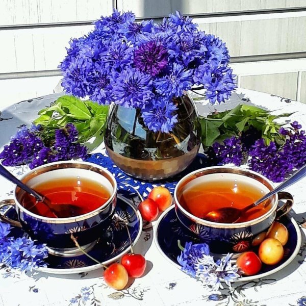 василек синий настой