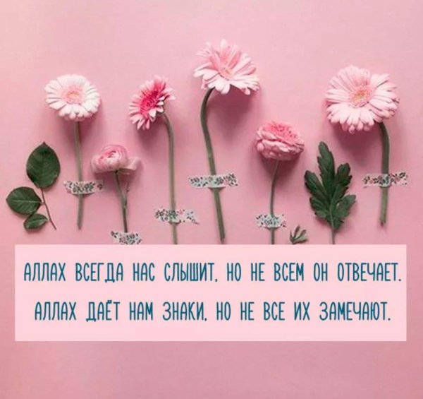 розовая гербера