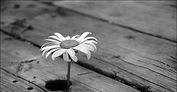 ромашка цветки