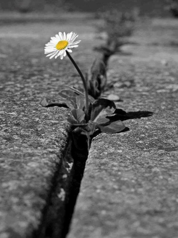 цветок через асфальт