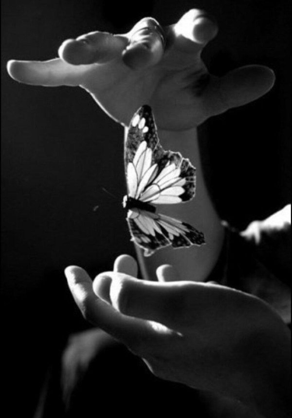 бабочка черная