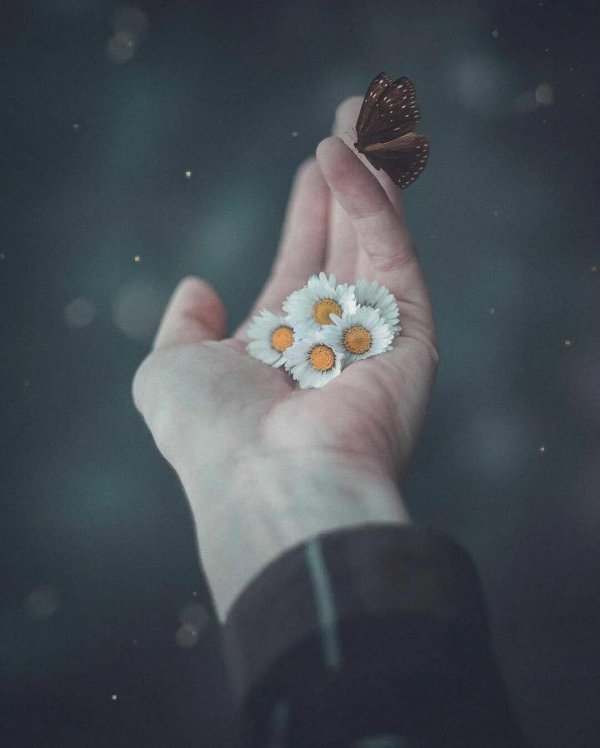 эстетика ромашек