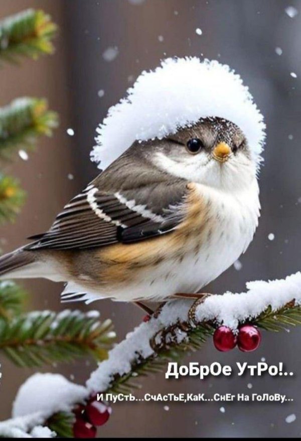 зимние птицы