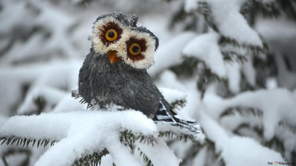 северная белолицая сова