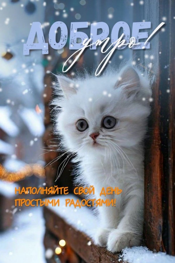 с добрым утром кот