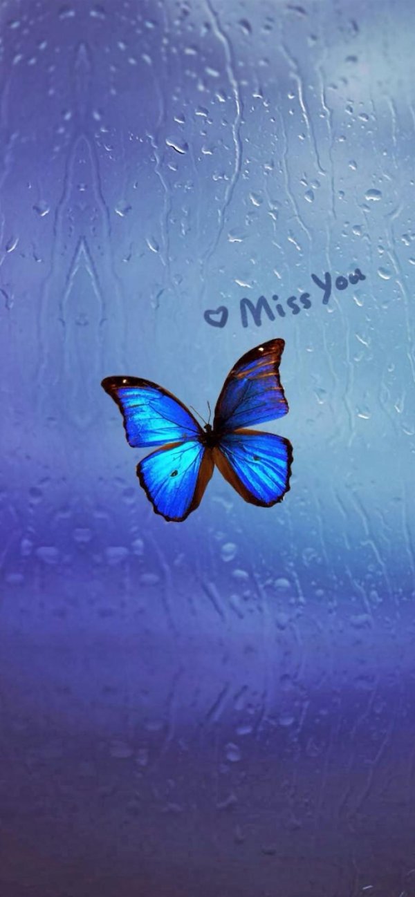 синие бабочки